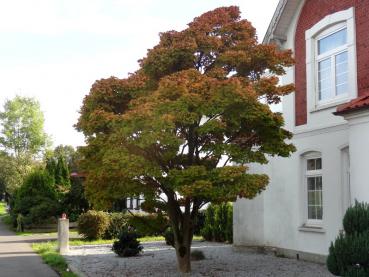 Sehr altes Exemplar des japanischen Goldahorns (Acer shirasawanum Aureum) mit beginnender oranger Herbstfärbung