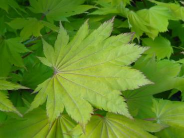 frischgrünes Blatt des Japanischen Goldahorn (Acer shirasawanum Aureum)