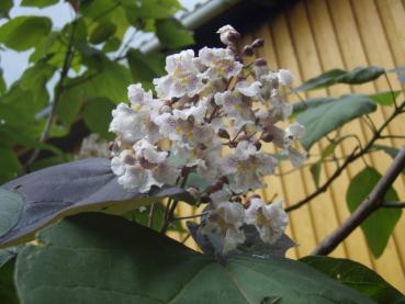 Catalpa erubescens Purpurea - Purpurkatalpa