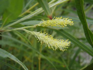 Ausläufertreibende Weide - Salix longifolia