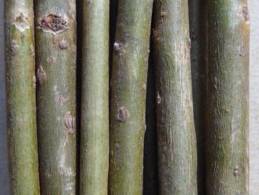 Salix longifolia mit typischen Trieben im Winter