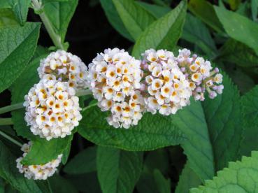 Sommerflieder Sungold - Buddleja Sungold