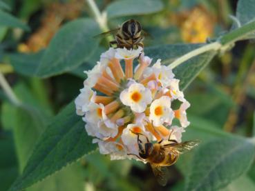 Schmetterlingsflieder Sungold mit Besuch von Insekten