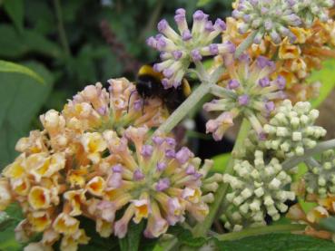 In sommerlicher Blüte: Buddleja Sungold