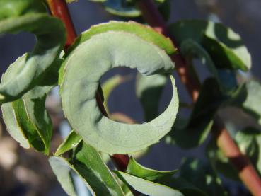 Salix babylonica Crispa - Krausblättrige Weide