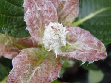 Frischer Blattaustrieb bei Salix nakurama yezoalpina