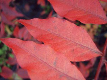 Pistacia chinensis - Pistazie