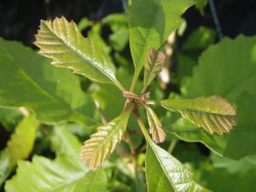 Gelbe Eiche - Quercus muehlenbergii