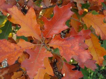 Buscheiche, Straucheiche - Quercus ilicifolia