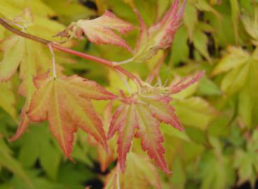 Acer palmatum Orange Dream