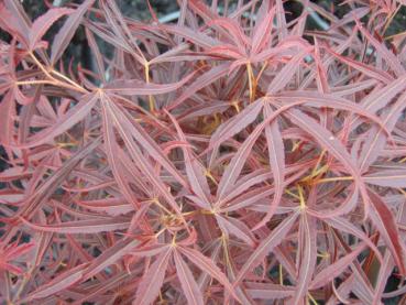 Fächerahorn Red Pygmy - Acer palmatum Red Pygmy