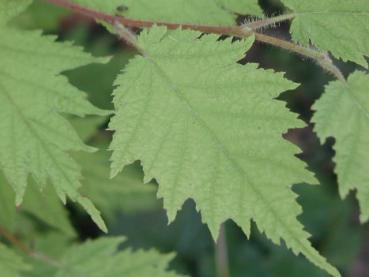 Geschlitzblättrige Haselnuss - Corylus avellana Heterophylla