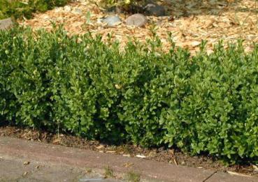 Buxus sempervirens arborescens - Trädbuxbom