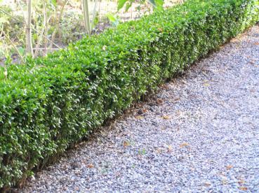 Kleine geschnittene Hecke aus Buchsbaum