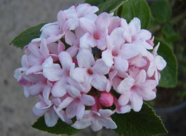 Viburnum carlesii - Luktolvon