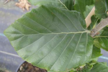 Fagus sylvatica Dawyck - Säulen-Rotbuche Dawyck