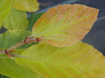 Fagus sylvatica Dawyck Gold