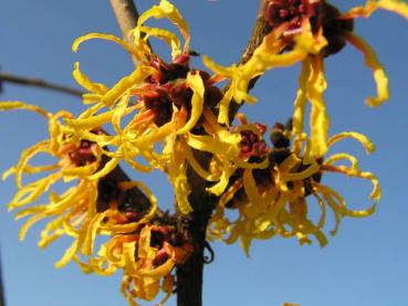 Zaubernuss Orange Beauty - Hamamelis Orange Beauty