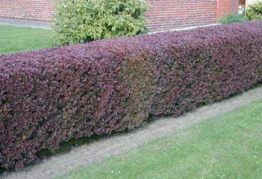 Hecke aus Blutberberitze, Rote Heckenberberitze