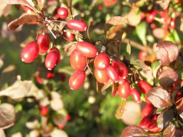 Berberis thunbergii Atropurpurea