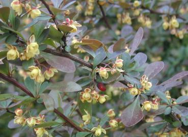 Berberis thunbergii Atropurpurea