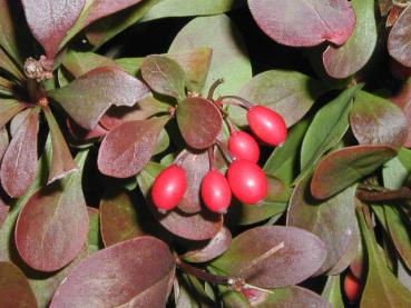 Berberis thunbergii Atropurpurea Nana - Zwerg-Blutberberitze