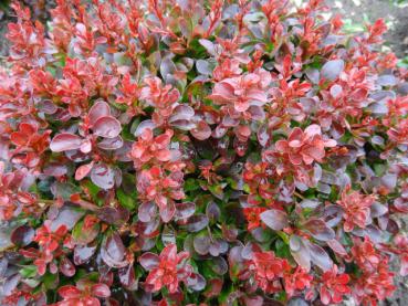 SchönesLaub bei Berberis thunbergii Atropurpurea Nana