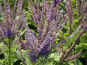 Amorpha canescens