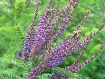 Blüte von Amorpha canescens