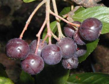 Schwarze Kulturapfelbeere Serina - Aronia melanocarpa Serina