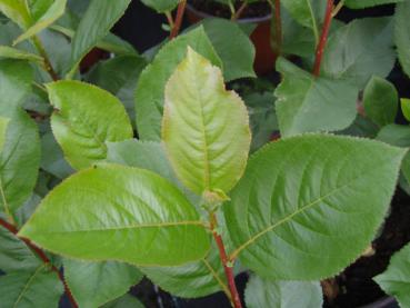 Aronia melanocarpa Karhumäki - Schwarze Kulturapfelbeere Karhumäki