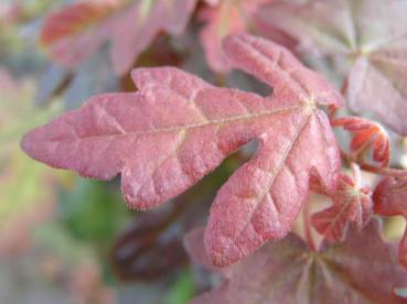 Acer campestre Red Shine - Zier-Feldahorn Red Shine