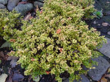 Berberis thunbergii Bonanza Gold, 3 Jahre nach der Pflanzung