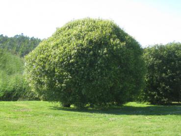 Typischer kugeliger Wuchs der Kugel-Bruchweide