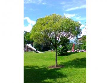 Salix fragilis Bullata entwickelt sich zu einem hübschen kleinen Kugelbaum. (Foto: Birgit Bercht)