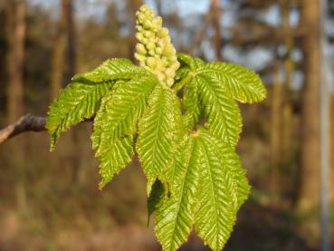 Junge Blätter der Aesculus carnea Briotii