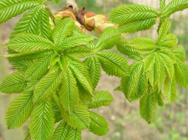 Scharlachkastanie, Rotblühende Kastanie (Aesculus carnea Briotii) - frischer grüner Blattaustrieb