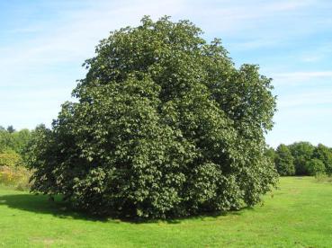 Scharlachkastanie, Rotblühende Kastanie (Aesculus carnea Briotii) als ausgewachsener Baum
