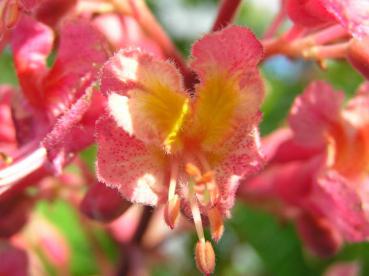 Scharlachkastanie, Rotblühende Kastanie (Aesculus carnea Briotii) - Nahaufnahme einer roten Einzelblüte