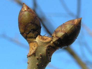 Winterknospe von Aesculus carnea Briotii