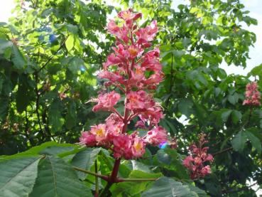 Scharlachkastanie, Rotblühende Kastanie - Aesculus carnea Briotii