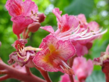 Eine Nahaufnahme einer Einzelblüte von Aesculus carnea Briotii