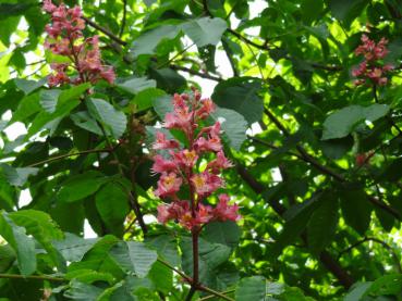 Ein einzelner Blütenstand bei der Rotblühenden Kastanie (Aesculus carnea Briotii)