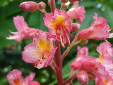 Ein Ausschnitt einer zarten scharlachroten Einzelblüten bei der Scharlachkastanie (Aesculus carnea Briotii)