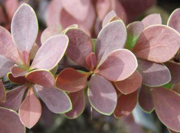 Berberis thunbergii Golden Ring - Blutberberitze Golden Ring