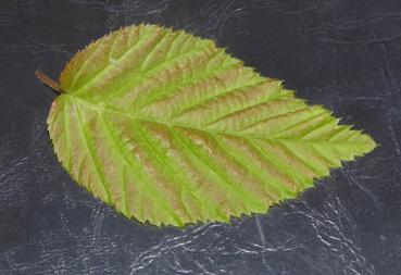 Carpinus cordata - Herzblättrige Hainbuche