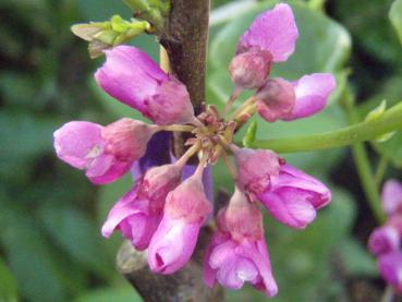 Cercis reniformis Oklahoma - Judasblatt Oklahoma