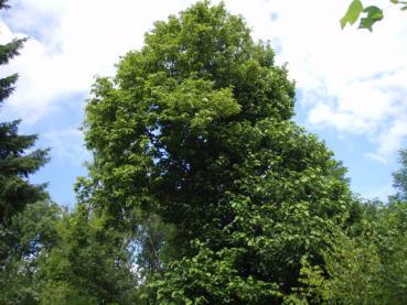 Gurken-Magnolie - Magnolia acuminata