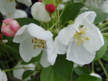 Malus Spring Snow - Zierapfel Spring Snow