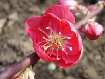 Zierpfirsich Melred - Prunus persica Melred